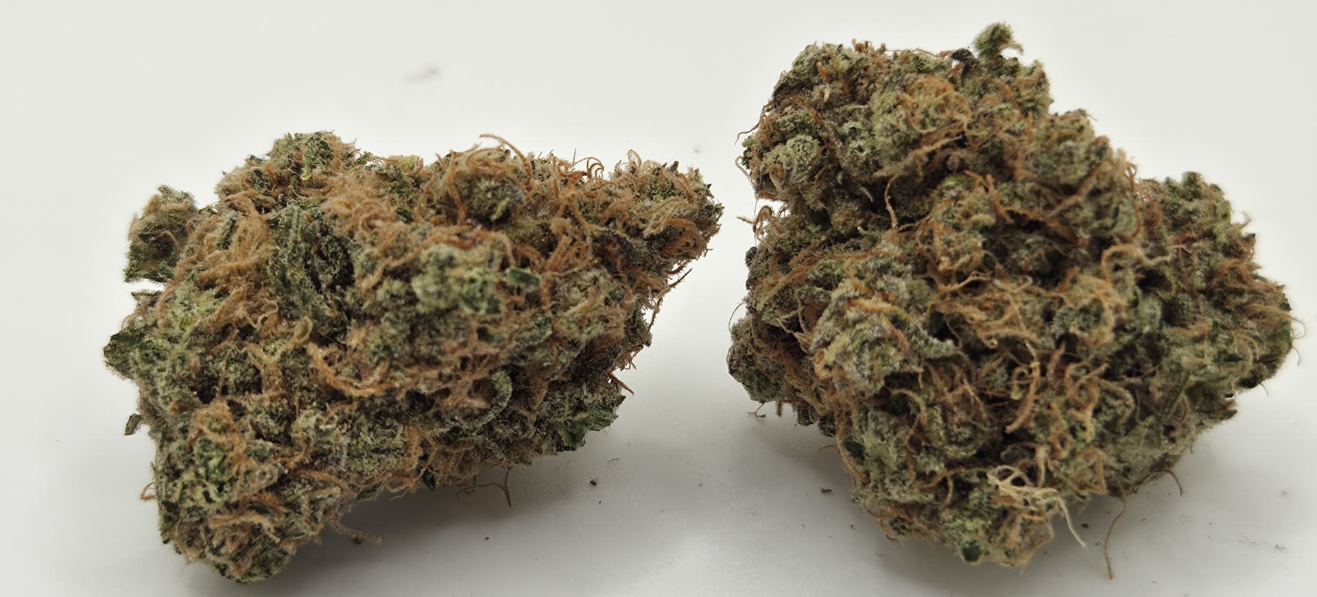 Critical Cheese