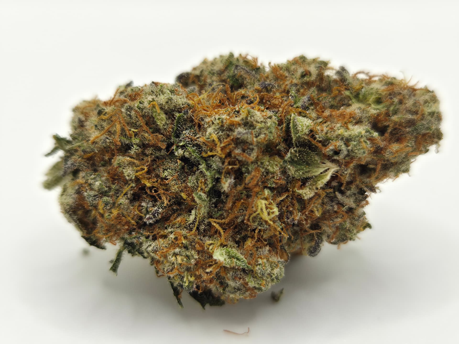 Jack Widow Flower
